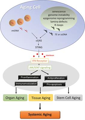 IFN-Aging: Coupling Aging With Interferon Response